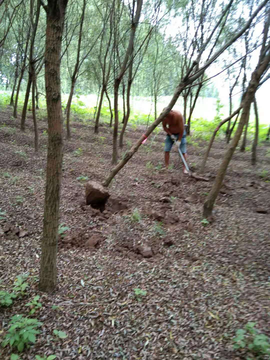 垂柳樹苗